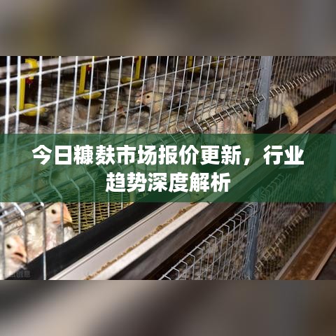 今日糠麸市场报价更新，行业趋势深度解析