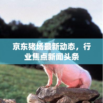 京东猪场最新动态，行业焦点新闻头条