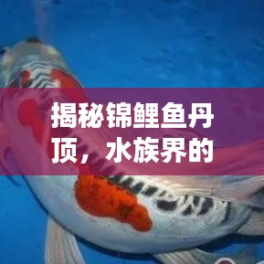 揭秘锦鲤鱼丹顶，水族界的神秘魅力之星