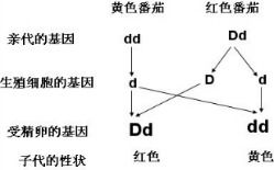番茄黄官方下载或迅雷最好的版本，版本演进简史与功能概览